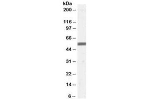 Western blot testing of human skin lysate with ZMPSTE24 antibody at 0. (ZMPSTE24 抗体)
