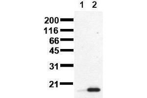 Western Blotting (WB) image for anti-Tumor Protein P53 (TP53) (phosphorylated) antibody (ABIN126847) (p53 抗体  (phosphorylated))