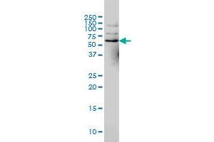 NCOA4 monoclonal antibody (M02A), clone 1A2 Western Blot analysis of NCOA4 expression in Hela S3 NE . (NCOA4 抗体  (AA 505-614))