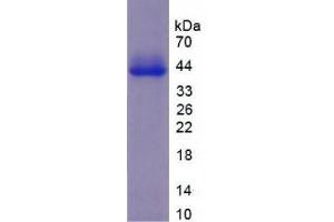 SDS-PAGE analysis of Mouse VTN Protein. (Vitronectin Protein (VTN))