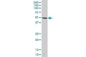 KRT7 MaxPab polyclonal antibody. (Cytokeratin 7 抗体  (AA 1-469))