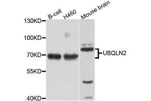 Western blot analysis of extracts of various cell lines, using UBQLN2 antibody (ABIN5996168) at 1/1000 dilution. (Ubiquilin 2 抗体)