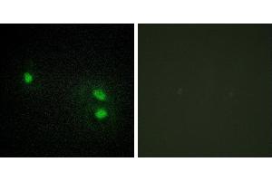 Peptide - +Immunofluorescence analysis of HeLa cells, using Histone H2B antibody. (Histone H2B 抗体)