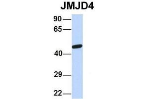 Host:  Rabbit  Target Name:  JMJD4  Sample Type:  Human 721_B  Antibody Dilution:  1. (JMJD4 抗体  (N-Term))