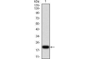 Western blot analysis using VEGFA mAb against human VEGFA (AA: 207-371) recombinant protein. (VEGFA 抗体  (AA 207-371))