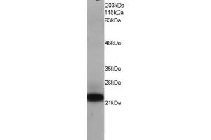 Western Blotting (WB) image for anti-MYC Associated Factor X (MAX) (C-Term) antibody (ABIN2465247) (MAX 抗体  (C-Term))