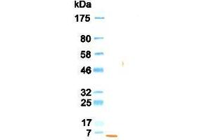 Western Blotting (WB) image for anti-Epidermal Growth Factor (EGF) antibody (ABIN933589) (EGF 抗体)