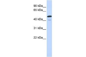 WB Suggested Anti-SPATA2L Antibody Titration: 0. (SPATA2L 抗体  (Middle Region))