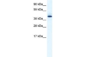 WB Suggested Anti-AATF Antibody Titration: 0. (AATF 抗体  (N-Term))
