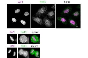 Immunofluorescence (IF) image for anti-Vaccinia Related Kinase 1 (VRK1) (N-Term) antibody (ABIN2452161)