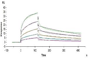 Surface Plasmon Resonance (SPR) image for NKG2A & CD94 protein (mFc Tag) (ABIN7275327)