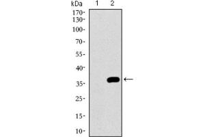 Western Blotting (WB) image for anti-Neuronal Cell Adhesion Molecule (NRCAM) (AA 1192-1255) antibody (ABIN1843141) (NrCAM 抗体  (AA 1192-1255))