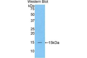 Western Blotting (WB) image for anti-Caspase 3 (CASP3) (AA 183-277) antibody (Biotin) (ABIN1173315) (Caspase 3 抗体  (AA 183-277) (Biotin))