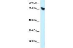 Image no. 1 for anti-Carboxylesterase 3 (CES3) (C-Term) antibody (ABIN6747642) (CES3 抗体  (C-Term))