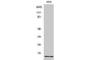 Western Blotting (WB) image for anti-Insulin-Like 4 (Placenta) (INSL4) (Internal Region) antibody (ABIN6280325) (INSL4 抗体  (Internal Region))