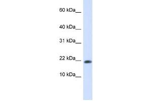 Western Blotting (WB) image for anti-GABA(A) Receptor-Associated Protein-Like 2 (GABARAPL2) antibody (ABIN2459524) (GABARAPL2 抗体)