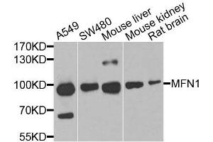 Western blot analysis of extracts of various cell lines, using MFN1 antibody. (MFN1 抗体  (AA 622-741))