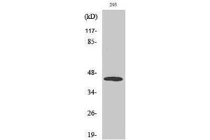 Western Blotting (WB) image for anti-Mitogen-Activated Protein Kinase Kinase 4 (MAP2K4) (pThr261) antibody (ABIN3182071) (MAP2K4 抗体  (pThr261))