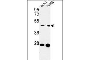 Western blot analysis of CDC37 Antibody (Center) (ABIN652914 and ABIN2842588) in MCF-7,  cell line lysates (35 μg/lane). (CDC37 抗体  (AA 116-144))
