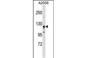STK31 Antibody (F47) (ABIN391358 and ABIN2841378) western blot analysis in  cell line lysates (35 μg/lane). (STK31 抗体  (N-Term))