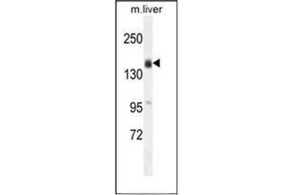 OTOA 抗体  (N-Term)