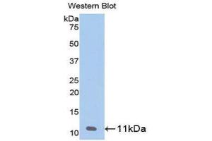 Western Blotting (WB) image for anti-Pro-Platelet Basic Protein (Chemokine (C-X-C Motif) Ligand 7) (PPBP) (AA 59-128) antibody (ABIN1858176) (CXCL7 抗体  (AA 59-128))