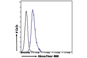 (ABIN263230) Flow cytometric analysis of paraformaldehyde fixed HEK293 cells (blue line), permeabilized with 0. (ABCA9 抗体  (Internal Region))