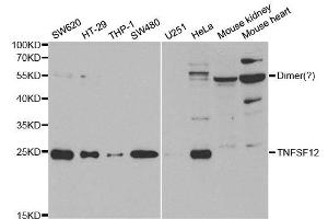 Western Blotting (WB) image for anti-Tumor Necrosis Factor (Ligand) Superfamily, Member 12 (TNFSF12) antibody (ABIN1876860) (TWEAK 抗体)