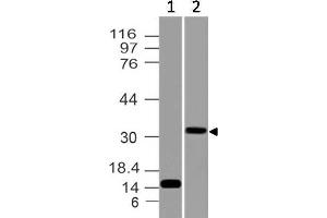 Image no. 1 for anti-CD274 (PD-L1) (AA 18-227) antibody (ABIN5027432) (PD-L1 抗体  (AA 18-227))