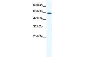 Western Blotting (WB) image for anti-DEAD (Asp-Glu-Ala-Asp) Box Polypeptide 5 (DDX5) antibody (ABIN2461340) (DDX5 抗体)