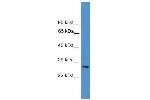 CD8A antibody used at 0. (CD8 alpha 抗体  (Middle Region))