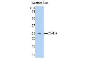 Western Blotting (WB) image for anti-Zinc Finger, AN1-Type Domain 6 (ZFAND6) (AA 19-208) antibody (ABIN1860972) (ZFAND6 抗体  (AA 19-208))