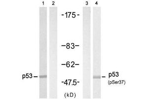 Western blot analysis of extract from HT-29 cell untreated or treated with Doxorubicin (1mM, 30min), using p53 (Ab-37) Antibody (E021089, Lane 1 and 2) and p53 (phospho-Ser37) antibody (E011098, Lane 3 and 4). (p53 抗体  (pSer37))