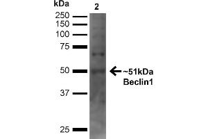 Western blot analysis of Human Embryonic kidney epithelial cell line (HEK293T) lysate showing detection of ~51 kDa Beclin 1 protein using Rabbit Anti-Beclin 1 Polyclonal Antibody (ABIN2868773). (Beclin 1 抗体  (C-Term) (PE))