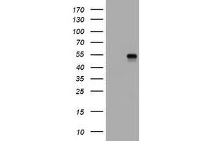 Image no. 1 for anti-CD4 (CD4) antibody (ABIN1497303) (CD4 抗体)