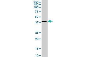 ACTB monoclonal antibody (M01A), clone 3G4-F9. (beta Actin 抗体  (AA 1-375))