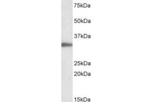 Western Blotting (WB) image for anti-Proliferating Cell Nuclear Antigen (PCNA) (Internal Region) antibody (ABIN2465140) (PCNA 抗体  (Internal Region))