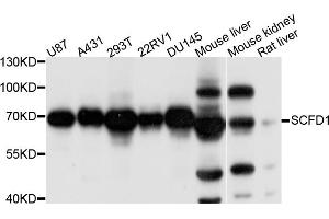 Western blot analysis of extracts of various cell lines, using SCFD1 antibody. (SCFD1 抗体)
