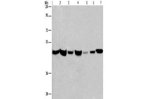 Western Blotting (WB) image for anti-Adipocyte Plasma Membrane Associated Protein (APMAP) antibody (ABIN2431984) (APMAP 抗体)