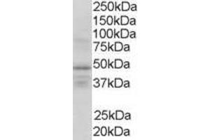 Western Blotting (WB) image for anti-Retinoid X Receptor, gamma (RXRG) (Internal Region) antibody (ABIN2466227) (Retinoid X Receptor gamma 抗体  (Internal Region))