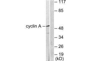Western Blotting (WB) image for anti-Cyclin A2 (CCNA2) (Internal Region) antibody (ABIN1848492) (Cyclin A 抗体  (Internal Region))