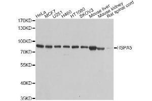 Western blot analysis of extracts of various cell lines, using HSPA5 antibody (ABIN5970071) at 1/1000 dilution. (GRP78 抗体)