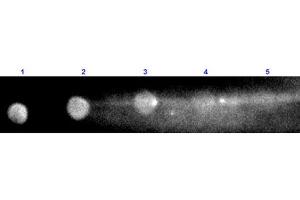 Dot Blot results of Goat Anti-Rabbit IgG F(c) Antibody Rhodamine Conjugated. (山羊 anti-兔 IgG (Fc Region) Antibody (TRITC) - Preadsorbed)