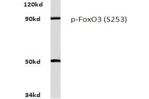 Western blot analysis of Phospho-FoxO3 Antibody (pSer253) in Raw264. (FOXO3 抗体  (pSer253))