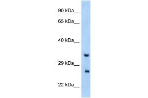 WB Suggested Anti-Prrg4 Antibody Titration: 1. (PRRG4 抗体  (N-Term))