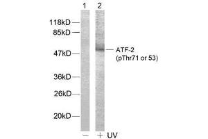 Western blot analysis of extract from HeLa cells, using ATF-2 (phospho-Thr71 or 53) antibody (E011031). (ATF2 抗体  (pThr53, pThr71))