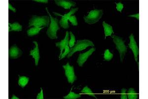 Immunofluorescence (IF) image for anti-Stress-Induced-phosphoprotein 1 (STIP1) (AA 445-543) antibody (ABIN564757)