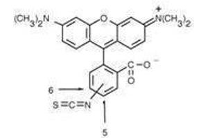 Rhodamine core structure. (Rhodamine 抗体)