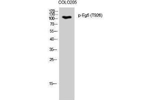 Western Blotting (WB) image for anti-Kinesin Family Member 11 (KIF11) (pThr926) antibody (ABIN3173050) (KIF11 抗体  (pThr926))