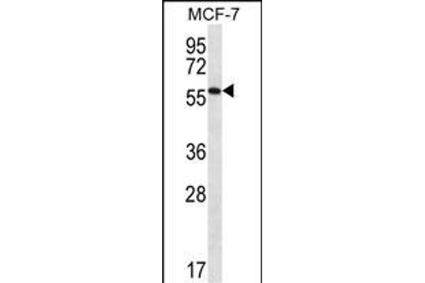 SAAL1 抗体  (C-Term)